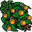 Orange Tree