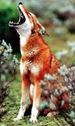 Canissimensis