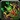 Inv shield 54