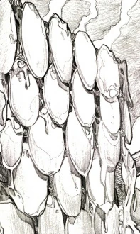 Waru.jpg