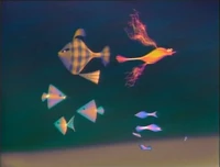 Allfish.jpg