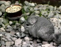 Chinchilla.jpg