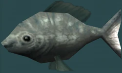 Bluefish