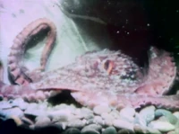 Andnowtheoctopus.jpg