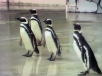 Onelittlepenguin.jpg