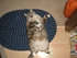 Leeloo the cat