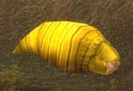 Silkwing Larva.jpg