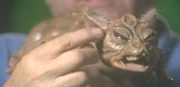 Vole Model