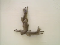 Wegmandogs.L