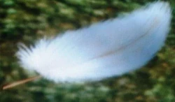 Feather