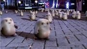 March of the Adipose