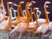 Film.Flamingos.jpg