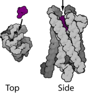 GPCR1