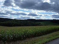 Orkan Cornfield