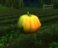 Ripe Pumpkin.jpg