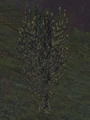 Fissure Plant.jpg
