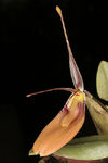 Restrepia cuprea