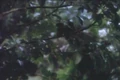 Falla bush.jpg