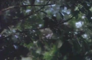 Falla bush