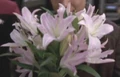 Broadway lily.jpg