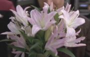Broadway lily
