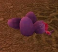 Taillasher Eggs.jpg