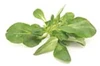 Lettuce mache