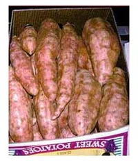 Sweetpotato 02