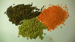 Lentil1