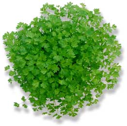 Chervil