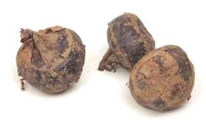 WaterChestnut