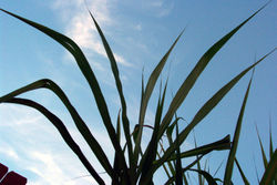 Sugarcane