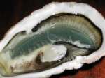 Oysters
