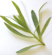 Tarragon