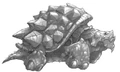 Turtleform.jpg