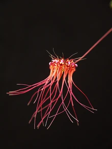 Bulbophyllum gracillimum.jpg