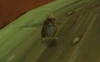 Snufflenose Gopher