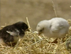 Babychick