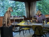 Wegmandogs.paint