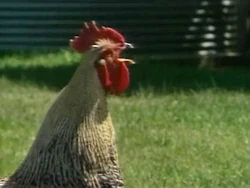 Roostersound