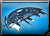 TradePortAdvent-button