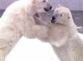 Portal-PolarBears