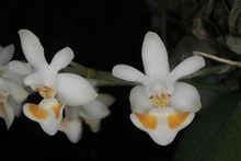 Phalaenopsis gibbosa