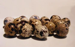 Quail+Eggs-517