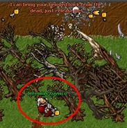 Demon oak 4