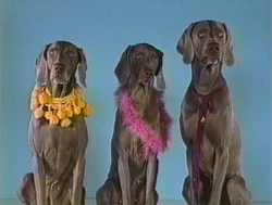 Wegmandogs.scarves
