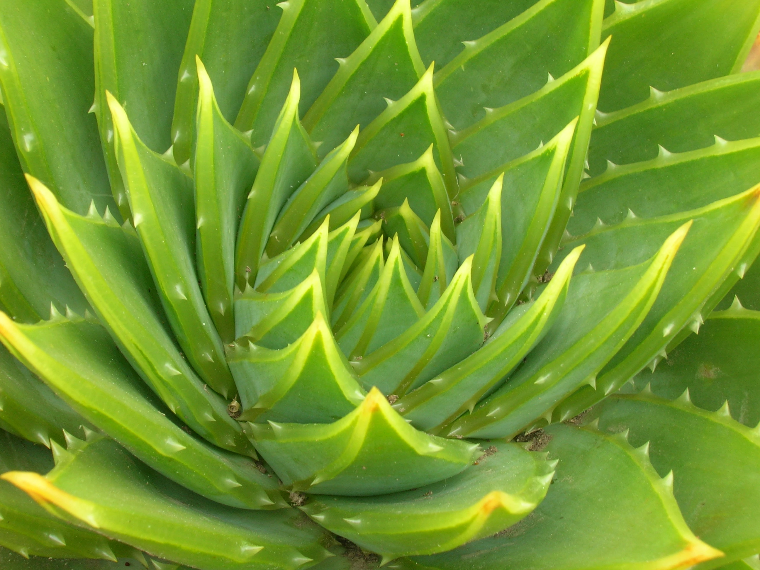 Pin De Nathaniel Hannemann En Aspholedaceae Aloe Family Plantas Suculentas Planta De Aloe 