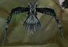 Trained Rock Falcon