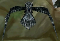 Image of Trained Rock Falcon