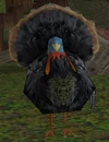 Fjord Turkey